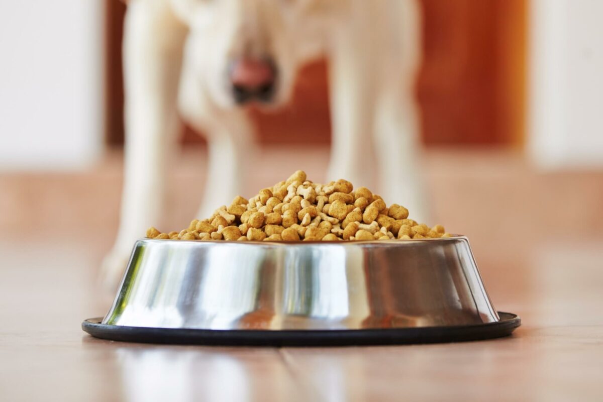 Bowl of dog food with dog waiting in background
